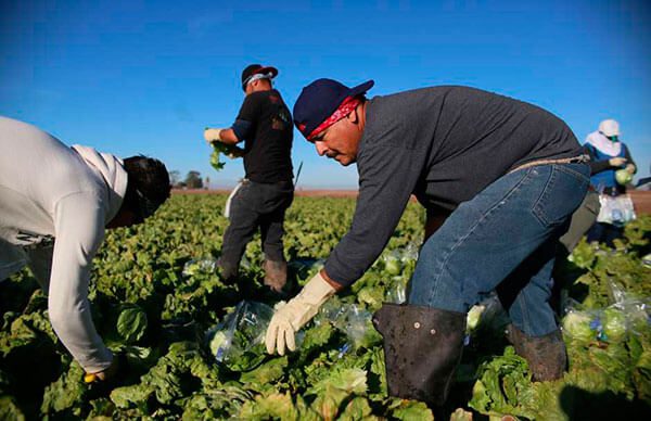 Asi-pueden-jornaleros-indocumentados-reportar-abusos-laborales-y-robos-de-salario