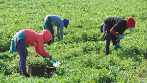 17 fiscales estatales se oponen a la reducción del salario a trabajadores agrícolas H-2A
