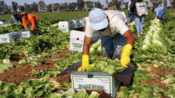 Esto debes saber si busca una visa H-2A para trabajadores agrícolas en Estados Unidos