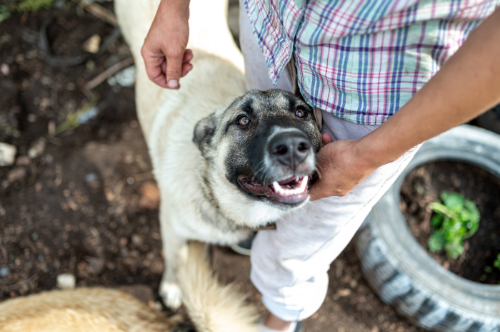 Quieres ganar un año de alimentación gratis para tu mascota?