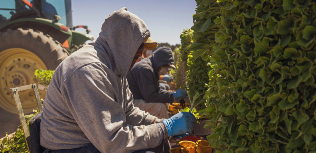 Visa H-2A, la puerta de entrada al trabajo agrícola en Estados Unidos para mexicanos